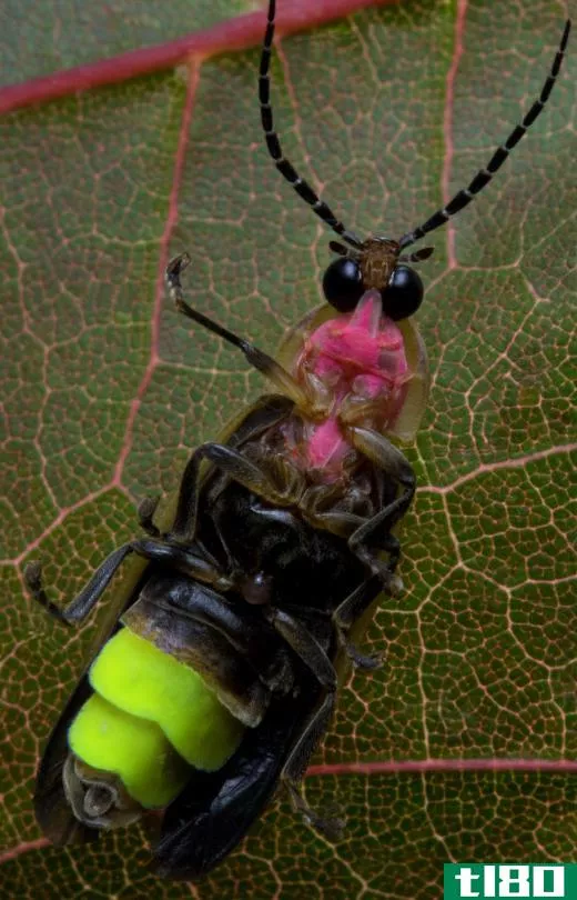 There are over 2000 different species of lightning bugs.