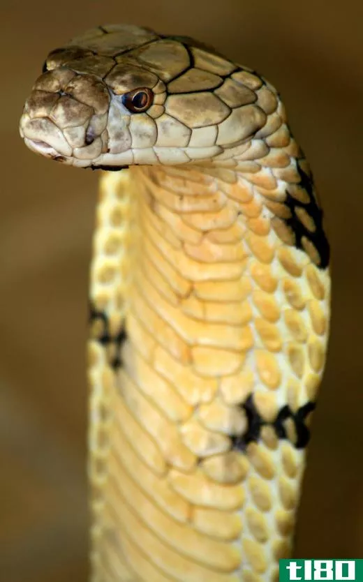 The king cobra is the world's largest venomous snake.