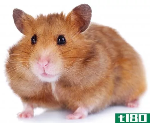 Hamsters may be cared for by veterinarians who specialize in very small animals.