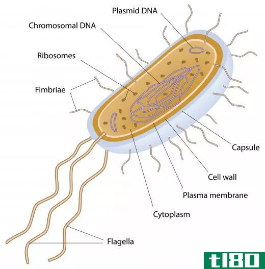 Archaebacteria are extremophiles.