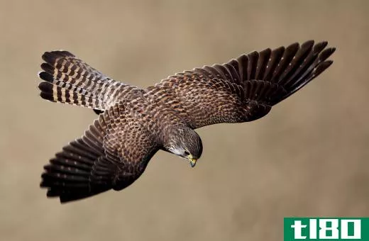 Peregrine falcons can reach 200 miles per hour when diving.