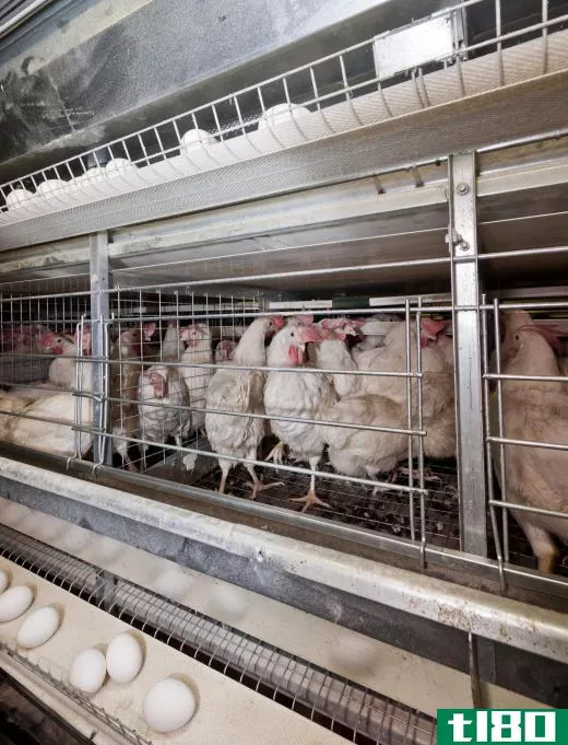 Battery cages are crowded and do not allow free movement.
