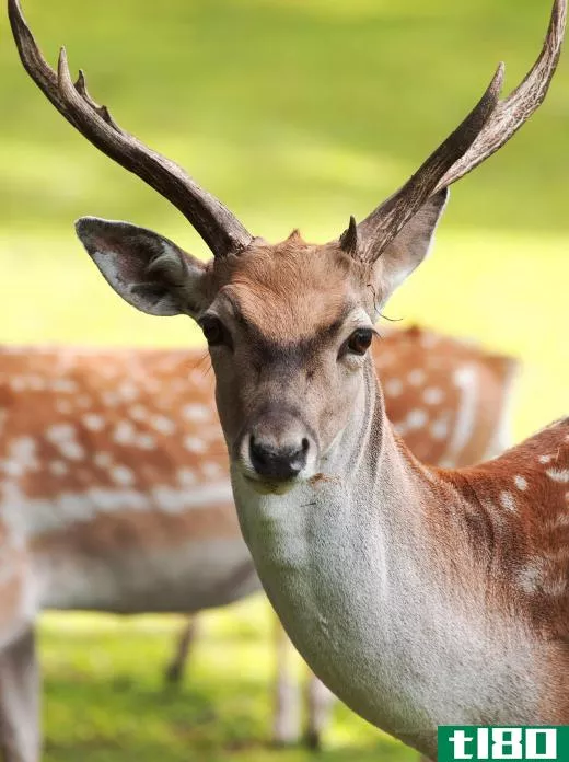 Nurse trees can protect tender plants from animals, such as deer.