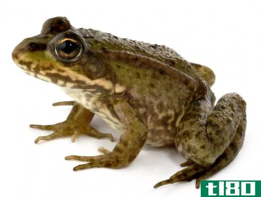 A frog, a type of freshwater species.