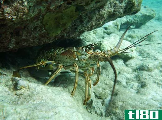 The body of the spiny lobster is covered in pointy spines for defense.