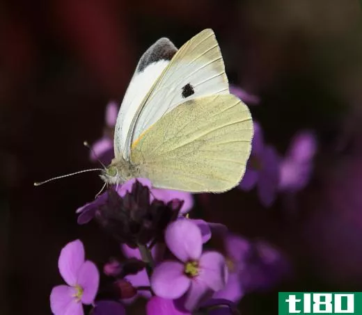 Butterflies play a role -- though less significant than that of bees -- in pollinating flowers.
