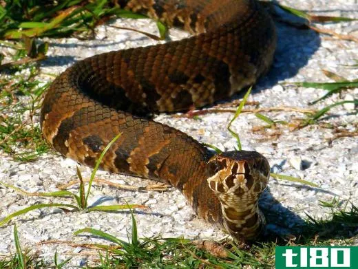 Water moccasins are venomous snakes found near the water, especially in the southern United States.
