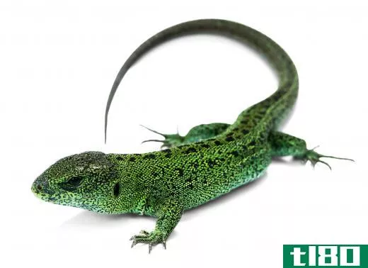 Many species of lizards may be referred to as garden lizards.