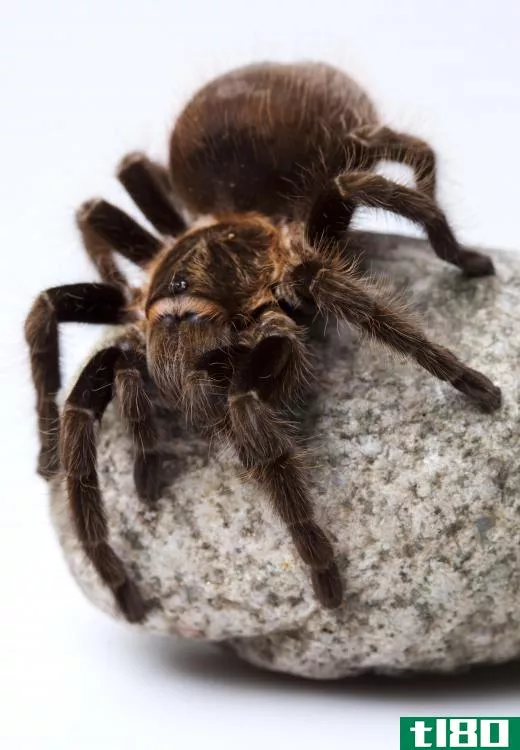 As big as they are, most tarantulas are nothing to worry about.