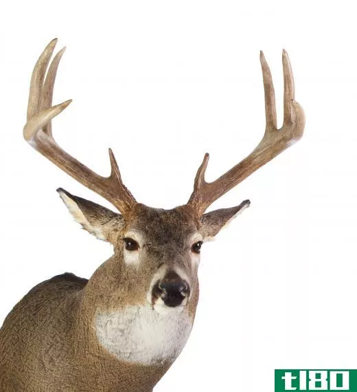 A deer's "points" are determined by the number of tines on their antlers, so an eight pointed male deer has eight distinct tines.