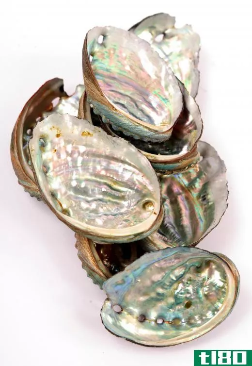 Abalone shells.