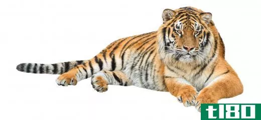 The now-extinct Caspian tiger resembled the Bengal tiger.