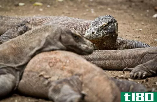 The Komodo dragon lizard is known as an aggressive predator.