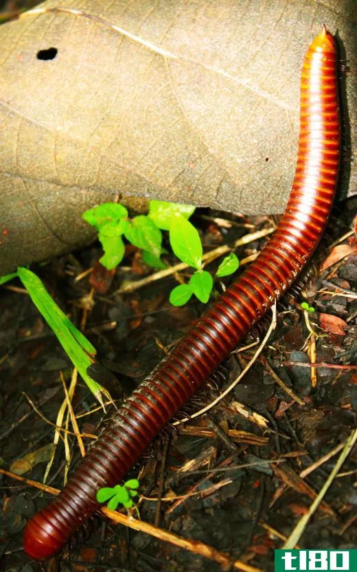 The light from glow worms is used to attract prey, like millipedes.