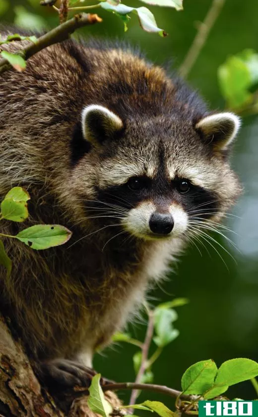 Raccoons live in the Everglades.