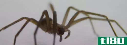 Brown recluses do not live all over the country.