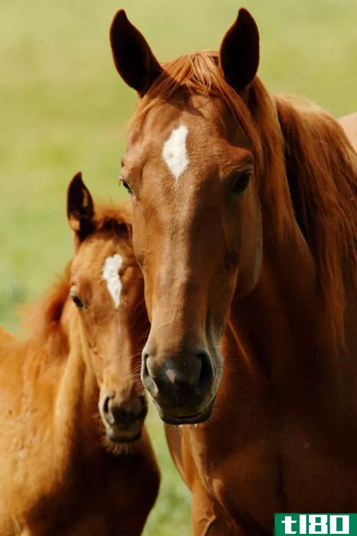 What a person would call a brown horse is broken down into bay and chestnut categories.