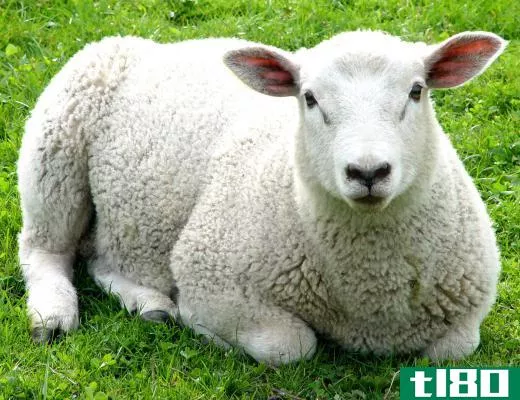 White-faced sheep tend to produce better wool.