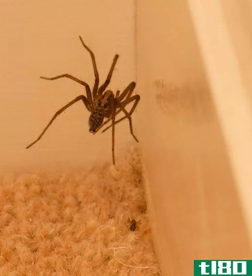Putting a spider outside can end up killing it.