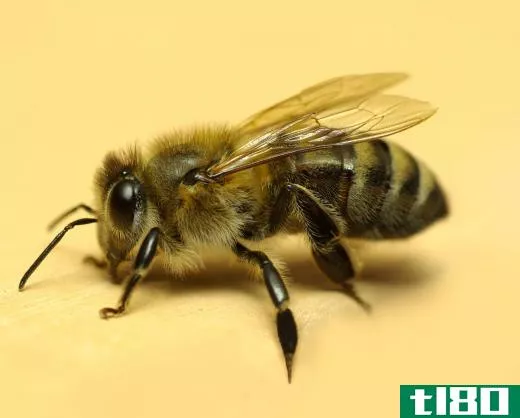 Vampire mites attach themselves to bees.