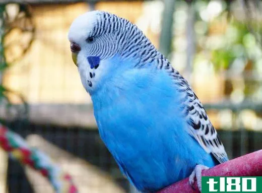 The budgerigar is also known as the common parakeet.