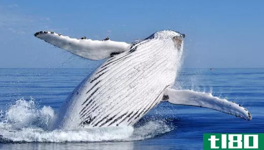 Whales fall under the category of umbrella species.
