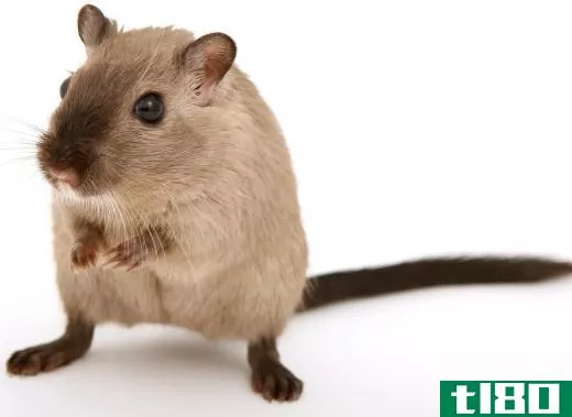 Gerbils, unlike hamsters, have tails and often like to stand up on their hind legs.