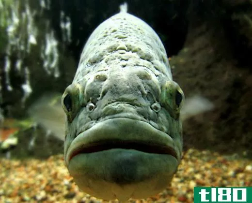 Largemouth bass, which are named so because their mouths extend behind their eyes, frequently lurk in vegetation in search of prey.
