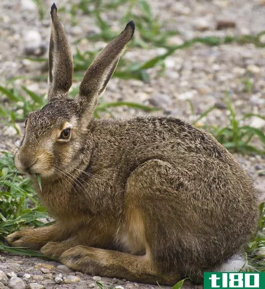 Hares are born with the ability to fend for themselves while rabbits are not.