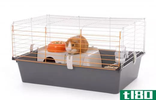 Guinea pigs are typically kept in a spacious cage.