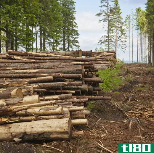 An area of boreal forest that has been logged.