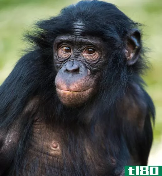 Chimps are very intelligent primates.