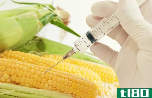 The majority of corn grown in the U.S. has been genetically modified.