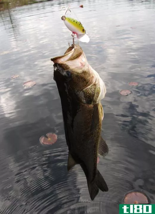 Largemouth bass are a popular freshwater fish.