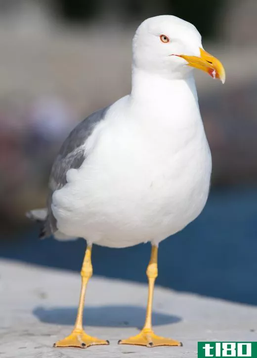 Seagulls are scavenger birds that are often found near beaches.