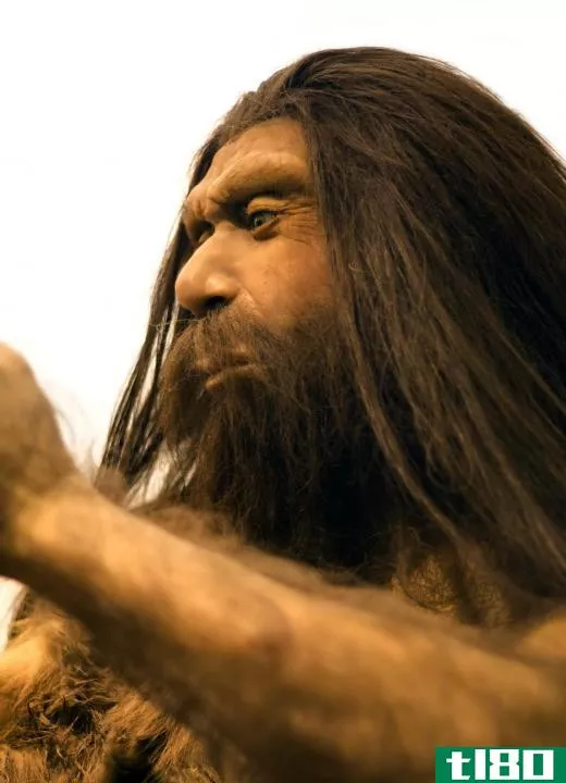 Neanderthals are extinct members of the genus Homo.