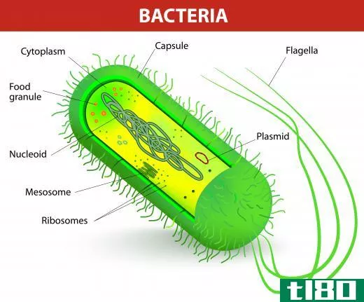 Most bacteria can be classified into either Gram-positive or Gram-negative bacteria, reflecting key differences in their cell walls.