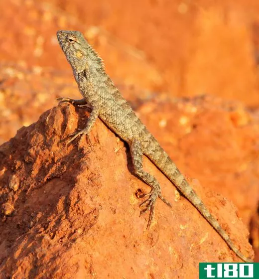 Many types of lizards can survive in deserts, despite the harsh heat and dryness.