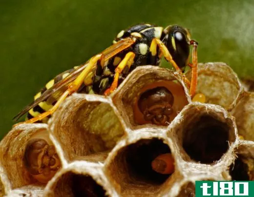 Yellowjackets are fond of building large nests in places that are difficult for humans to get to.