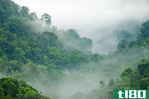 Rainforest covers only 6 percent of the Earth, but an estimated half of the planet's plant and animal species live in rainforest.