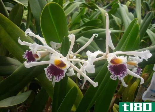 The Laelia is a member of the orchid family that blooms in the spring and autumn.