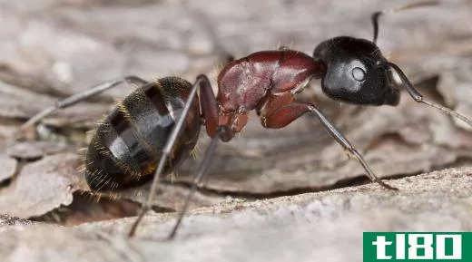 There are 10,000 known ant species and up to 20,000 or 30,000 species that exist throughout the world.