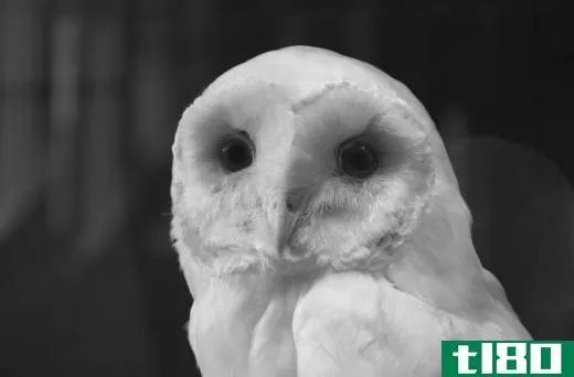 Barn owls usually have white, heart-shaped heads, especially when immature.