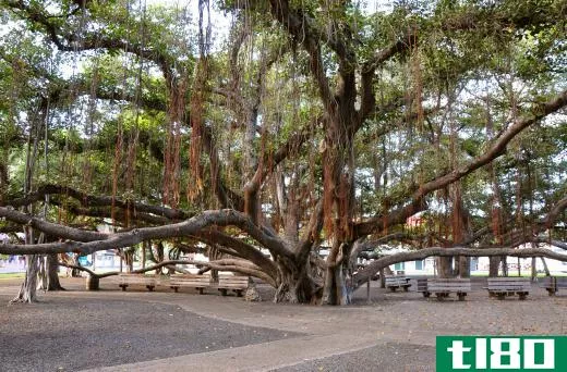 Banyan trees can be large and sprawling, with multiple secondary trunks.