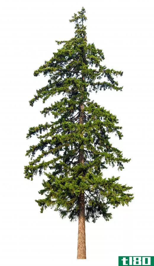 A conifer tree is an evergreen whose seeds are harvested from cones the tree produces.