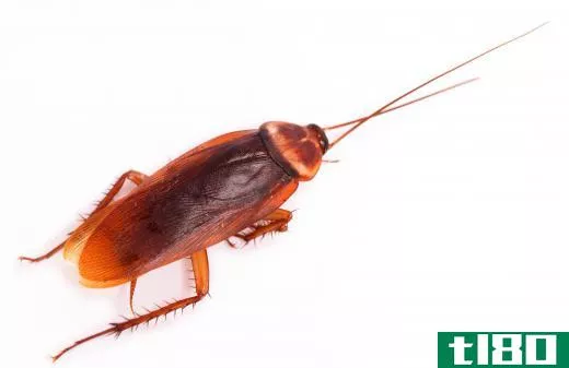 An American cockroach, which is sometimes called a palmetto bug.