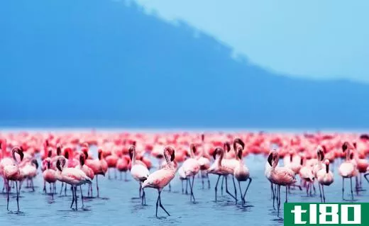 Flamingos live in wetlands.