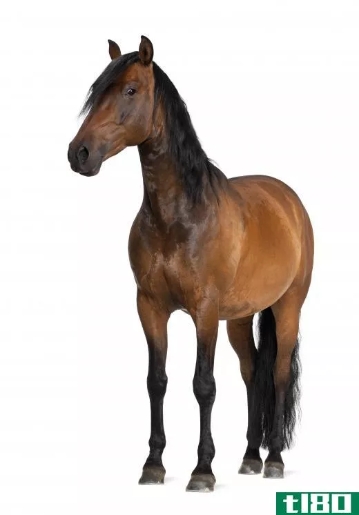 A bay horse has a reddish brown coat.
