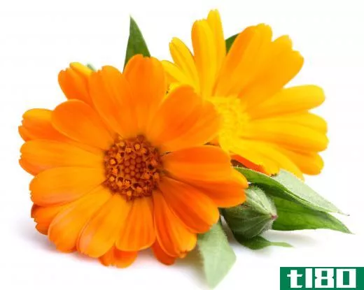 Marigolds can bloom continuously throughout the summer months.