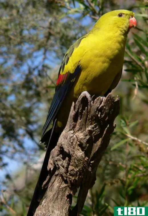 In the wild, parrots alert other parrots of danger or food by making noises.